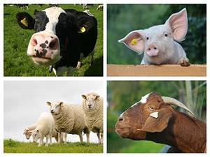 Tierkennzeichnung - Rinder, Schafe und Ziegen, Schweine